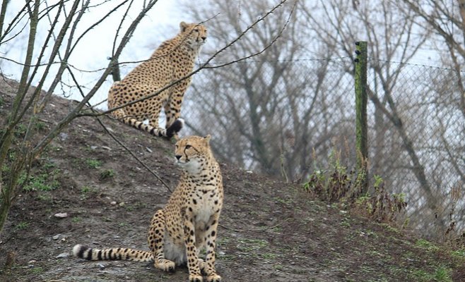 На корм животным в зоопарках выделено 80 млн крон