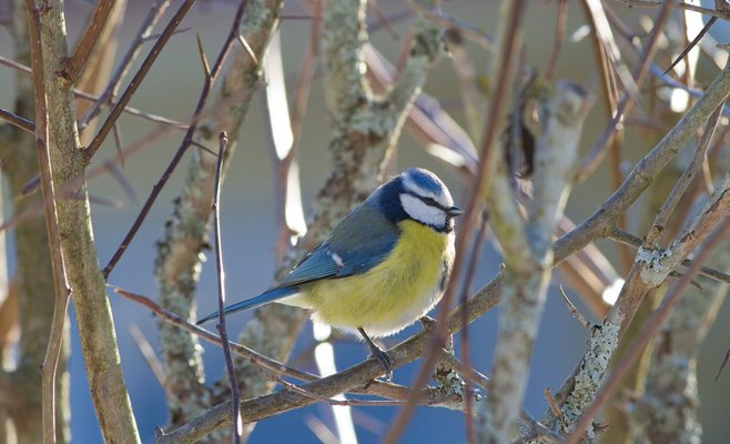 В Чехию пришла весна. Конец марта будет теплым и солнечным