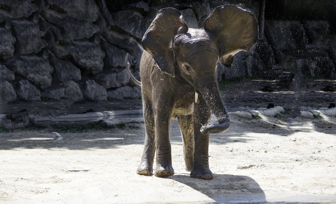 В Пражском зоопарке слониха Лакуна отметила свой первый день рождения