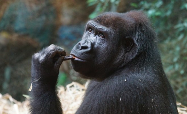 В Пражском зоопарке умерла горилла Бикира