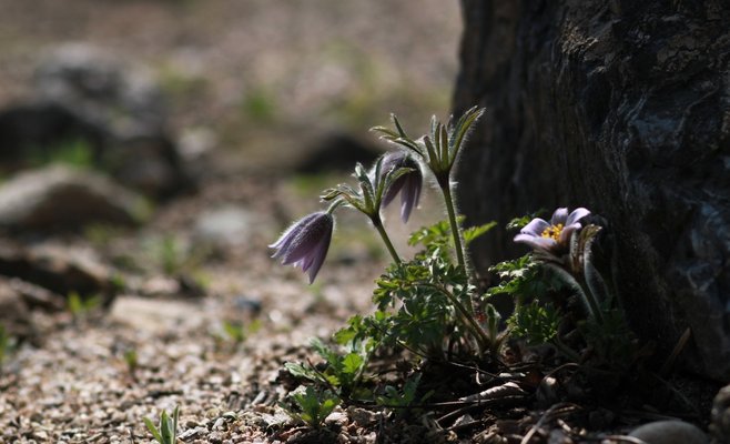 По данным метеорологов, апрель в Чехии будет одним из самых холодных с 1941 года
