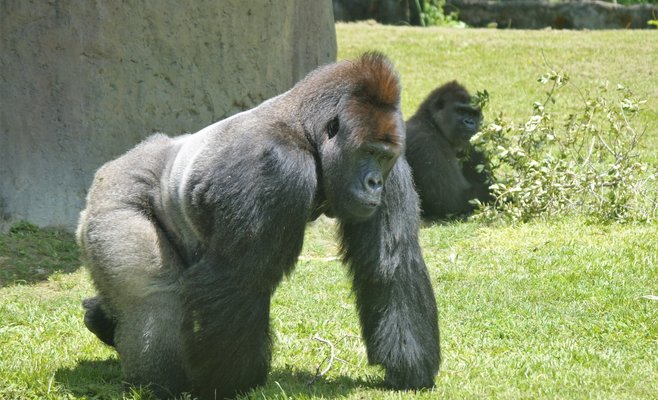 В Пражском зоопарке откроется новый павильон горилл