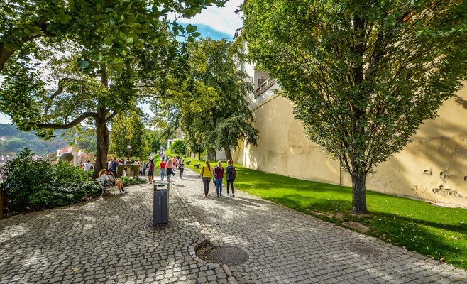 Жители Праги смогут «усыновлять» городские деревья