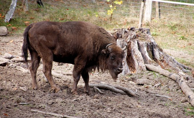 В Праге построят резервацию для зубров из зоопарка