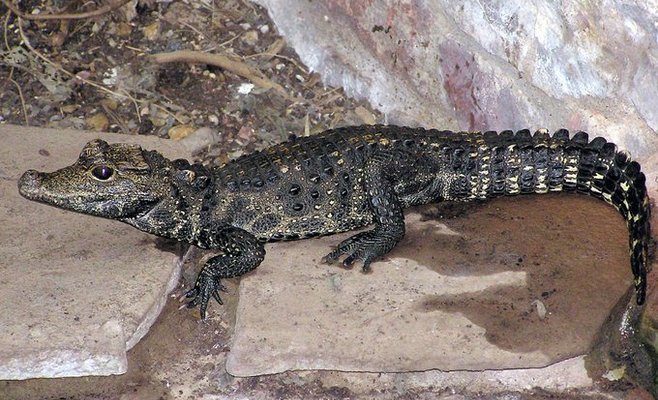 Полиция Остравы разыскивает сбежавшего голодного крокодила