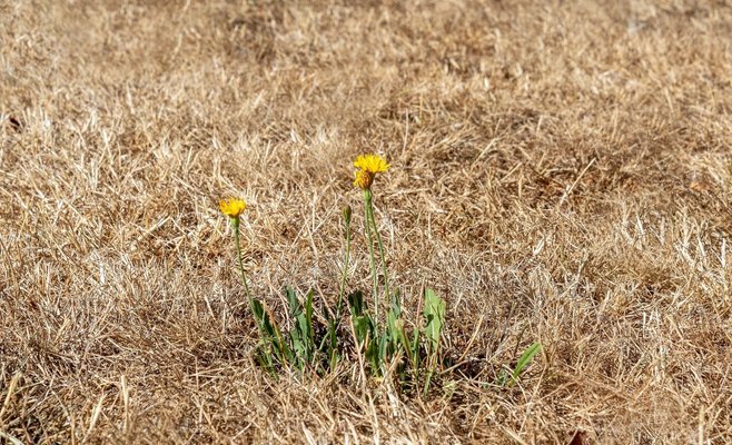 В Чехии наблюдается самая сильная засуха за последние 2100 лет