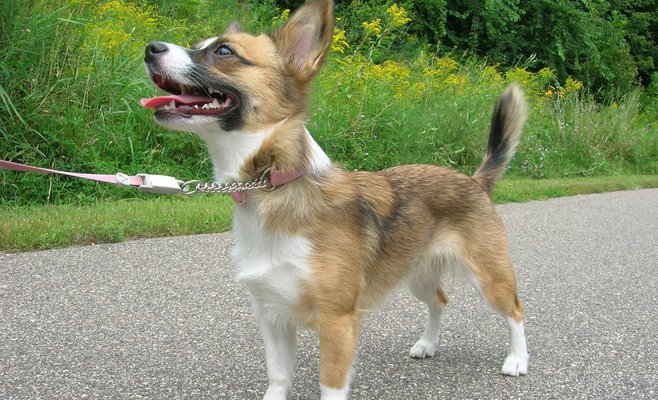 В Праге хотят запретить выгуливать собак без поводка