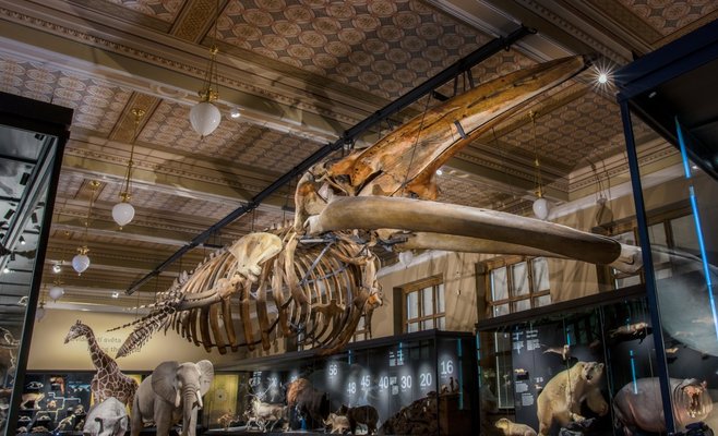 Национальный музей в Праге открывает выставку «Чудеса эволюции»