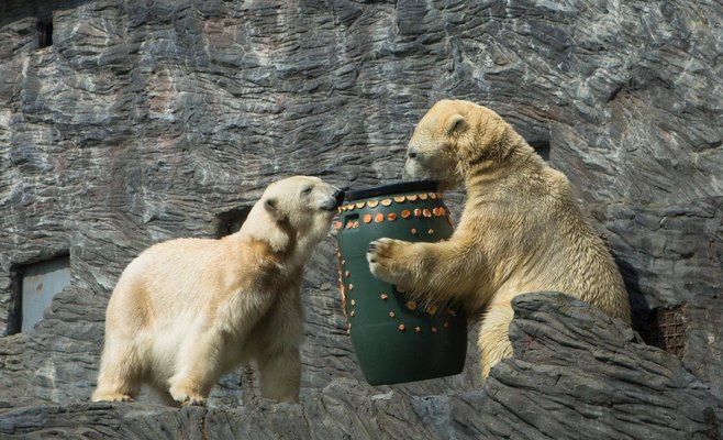 Пражский зоопарк подготовил для посетителей специальные познавательные программы