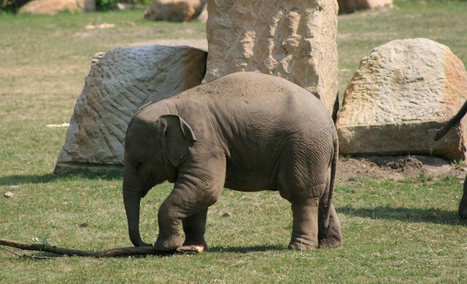 Постоянная посетительница Пражского зоопарка завещала ему 17 млн крон