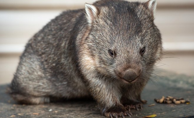 В пражском зоопарке появился первый в Чехии вомбат