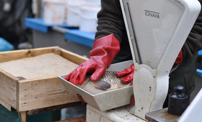 В этом году в Чехии откроется около 3 тыс. торговых точек по продаже карпа