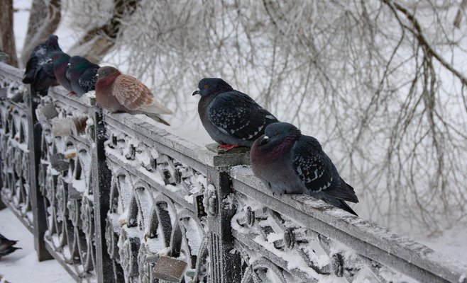 Метеорологи выпустили предупреждение о морозах и снегопадах