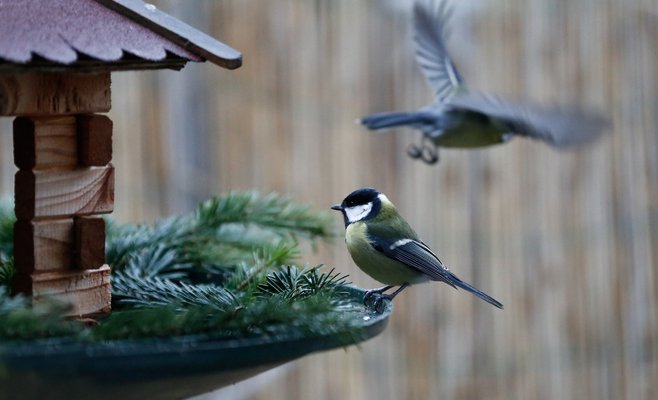 В Чехии проходит ежегодный общенациональный подсчет птиц