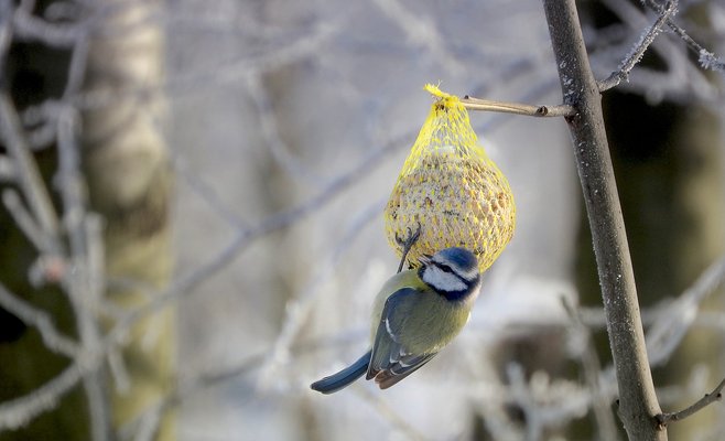 В наблюдении за птицами приняли участие более 23 тыс. человек