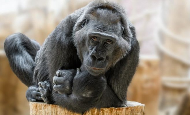 В Пражском зоопарке отметят 50-летие гориллы Камбы