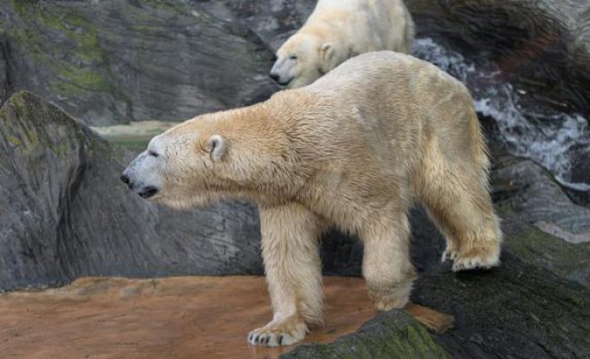 Пражский зоопарк закрыт из-за сильного ветра