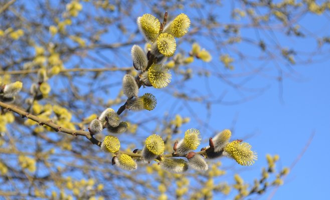 В этом году начало марта в Чехии холоднее, чем обычно