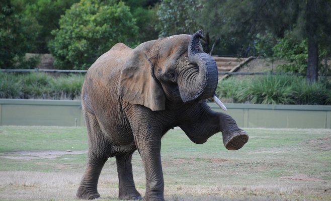 В Пражском зоопарке слон ранил заводчика
