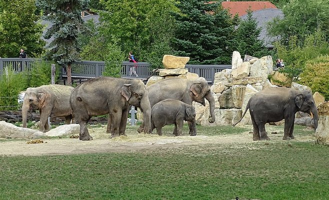 С 1 мая при посещении Пражского зоопарка украинские беженцы будут оплачивать полную стоимость билета