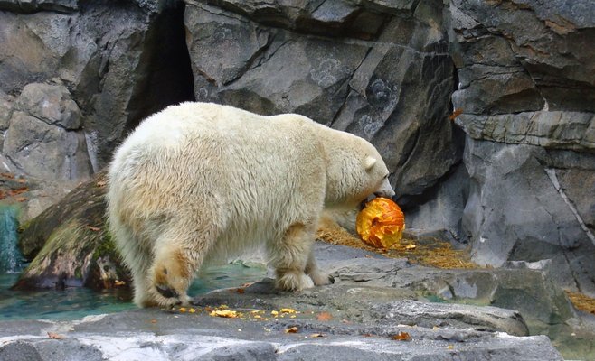 Пражский зоопарк построит новый павильон для белых медведей