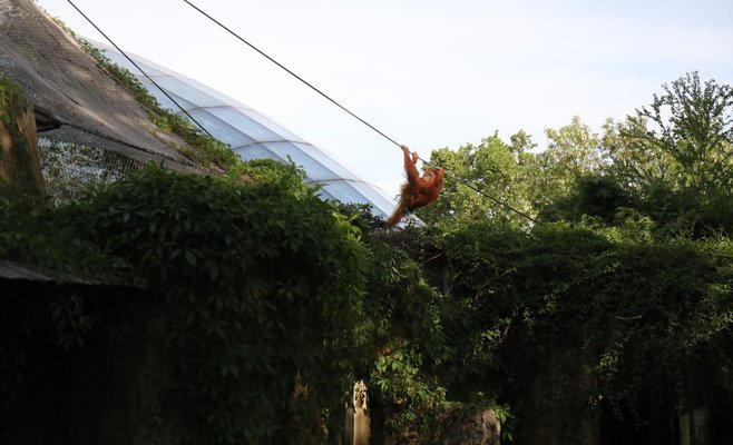 В Пражском зоопарке из вольера сбежали все четыре орангутана