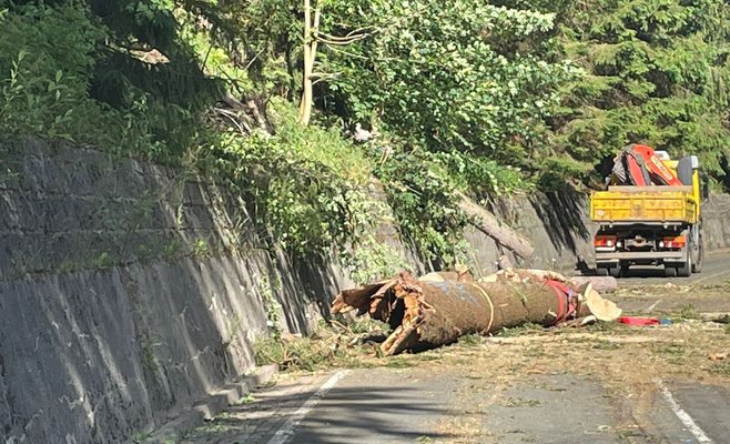 В горах Крконоше на автомобиль упало дерево, три человека погибли