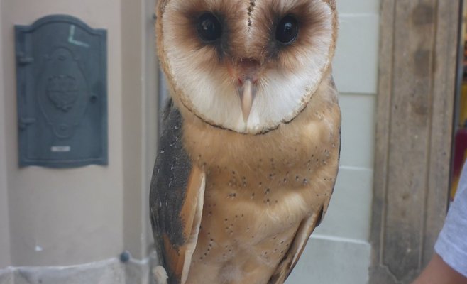 В центре Праги полицейские задержали женщину, предлагающую сфотографироваться с совой