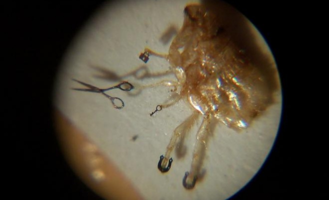 Музей миниатюр