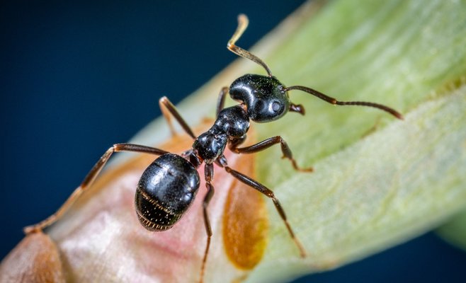 Учёные говорят, что муравьи умеют определять рак по моче