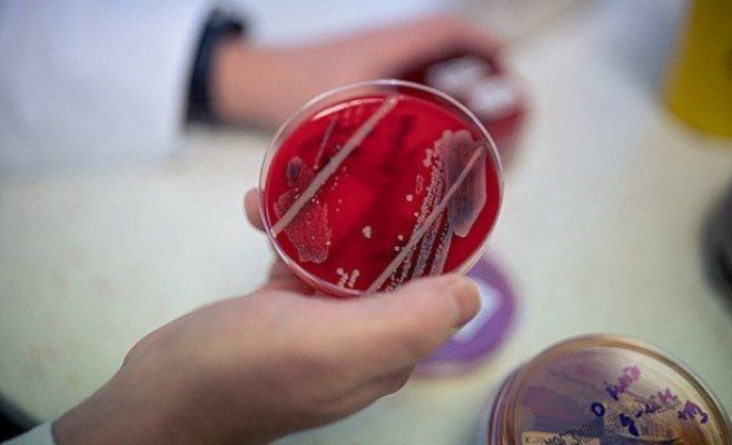 Тихая пандемия угрожает всем. Устойчива к антибиотикам