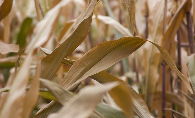 Кто делает продукты питания дорогими? Правительство выяснит