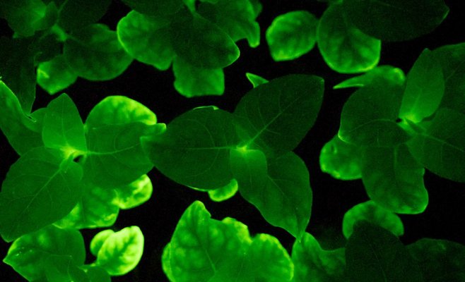 Ученые создают светящиеся в темноте растения