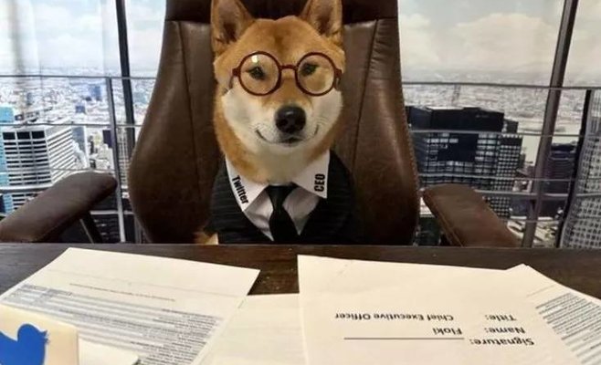 Илон Маск назначил свою собаку генеральным директором Twitter, сказав, что она 