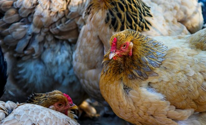 Птицы на фермах испытывают стресс и скуку и чаще заражаются, говорит эксперт