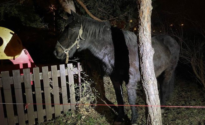 В Праге нашли украденную из загона лошадь