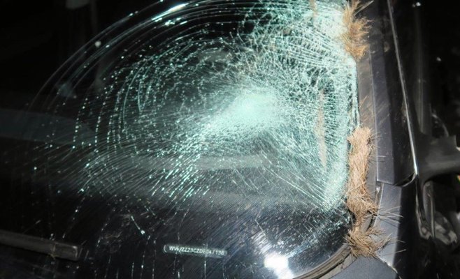 Женщина-водитель избежала столкновения с оленем. Но через несколько мгновений на ее машину прыгнул еще один.