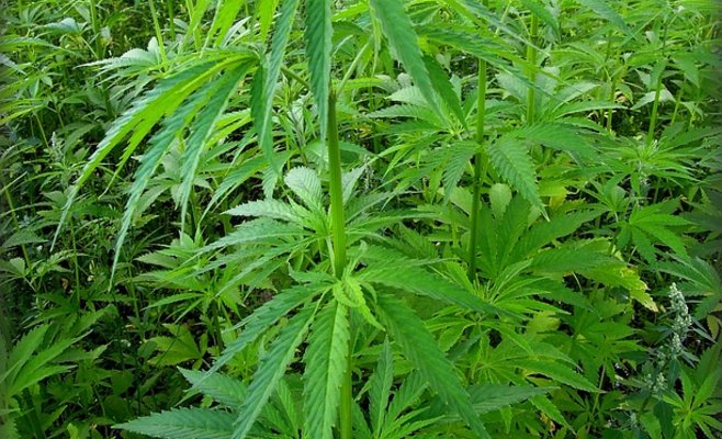 Мужчина из Броумовского района вырастил полтонны каннабиса в закопанных контейнерах