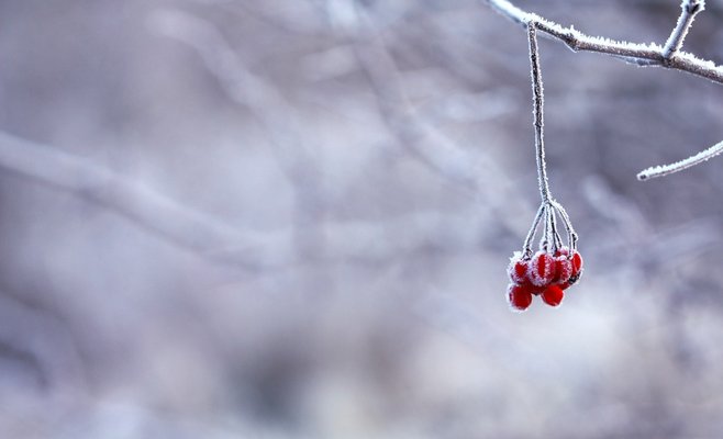 Зима в Чехии была теплой, в январе Чешская национальная метеорологическая служба зафиксировала температуру выше 19 градусов