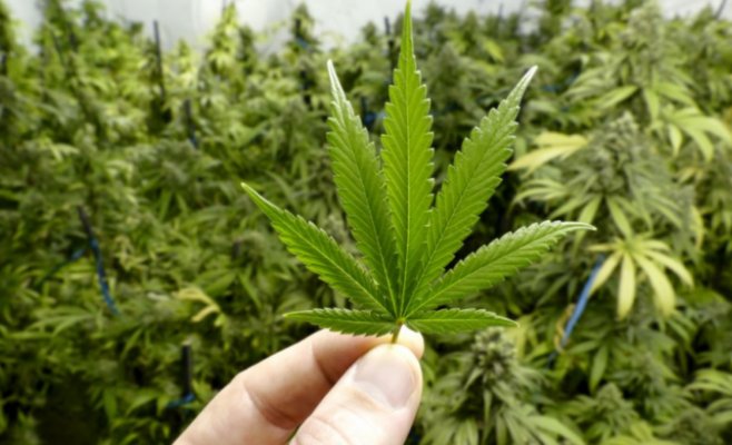 Кокаин в понедельник, марихуана в воскресенье. Анализ сточных вод показывает наркотические привычки жителей Праги