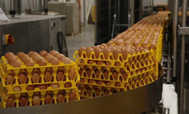 Цены на яйца в Чешской Республике выросли больше всех в ЕС