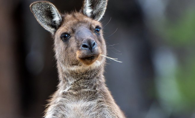У Махового озера бегал кенгуру. Неизвестно, кому он принадлежит