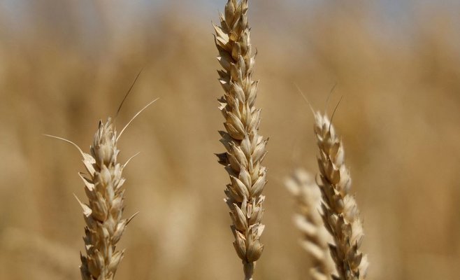 Вслед за Польшей Венгрия также запретила импорт украинского зерна