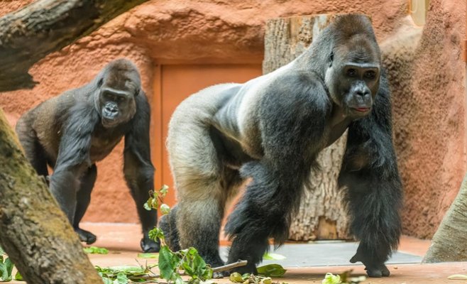 Сегодня, 1 июня, дети могут попасть в Пражский зоопарк за 1 крону 
