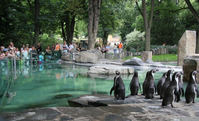 Сегодня, 1 июня, дети могут попасть в Пражский зоопарк за 1 крону 