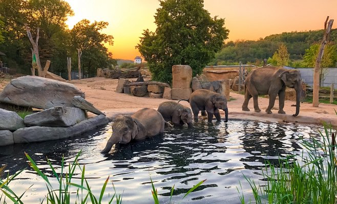 Сегодня, 1 июня, дети могут попасть в Пражский зоопарк за 1 крону 