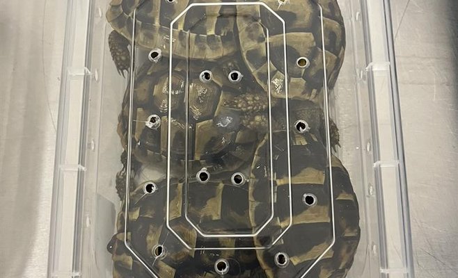 Рузынские таможенники обнаружили в чемодане 60 живых змей, а также черепах и гекконов 