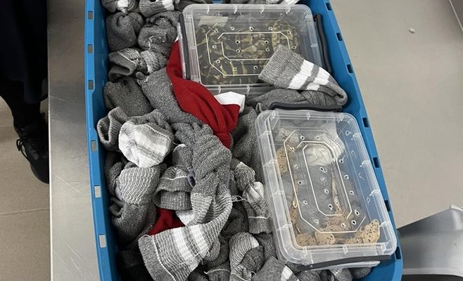 Рузынские таможенники обнаружили в чемодане 60 живых змей, а также черепах и гекконов 