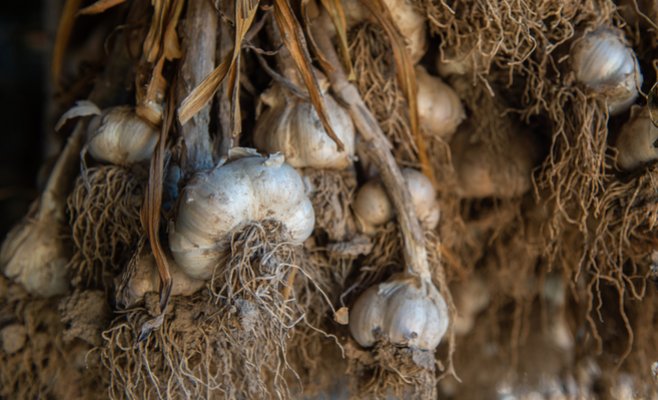 Более половины чешских домохозяйств выращивают собственные фрукты и овощи