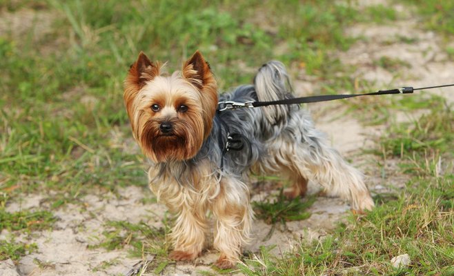 В Праге у мужчины случился эпилептический припадок. Его спасла собака Кая